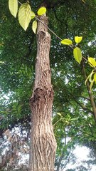 Lagerstroemia speciosa