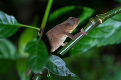 Rhampholeon platyceps