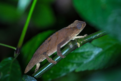 Rhampholeon platyceps