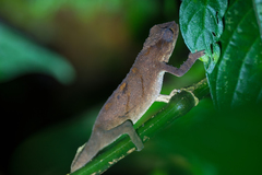 Rhampholeon platyceps