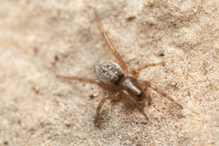Gnaphosa alacris