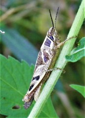 Catantops melanostictus