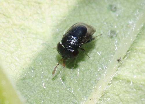iNaturalist observation photo of Scutellista caerulea