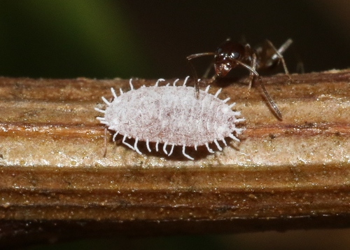 iNaturalist observation photo of Mealybugs