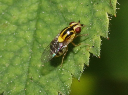 iNaturalist observation photo of Thaumatomyia glabra