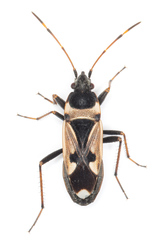 Raglius confusus