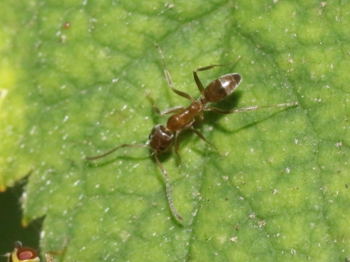 iNaturalist observation photo of Argentine Ant