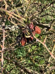 Rosa canina