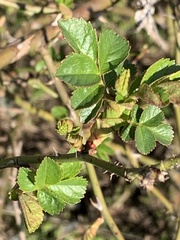 Rosa canina