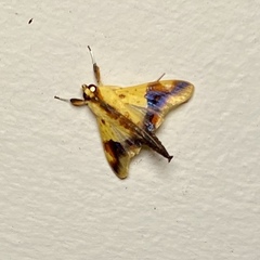 Tetracona pictalis