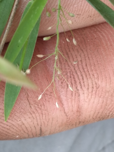 Image of Dichanthelium leucothrix by (c) Scott Ward, some rights reserved (CC BY)