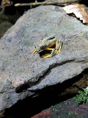 Agalychnis spurrelli