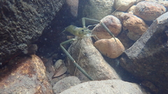 Macrobrachium formosense