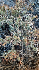 Adesmia spinosissima