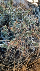 Adesmia spinosissima