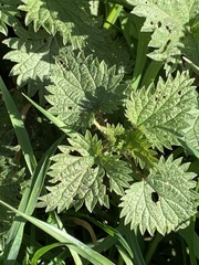 Urtica dioica
