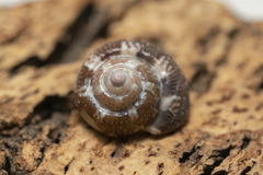 Steromphala umbilicaris