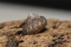 Steromphala umbilicaris