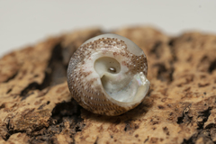 Steromphala umbilicaris