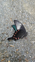 Papilio dehaanii