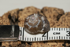 Steromphala umbilicaris