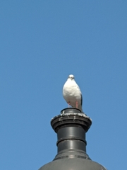 Chroicocephalus ridibundus