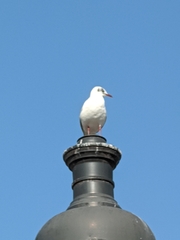 Chroicocephalus ridibundus