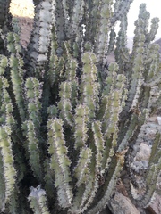 Euphorbia virosa virosa