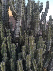 Euphorbia virosa virosa