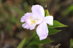 Sobralia chrysostoma
