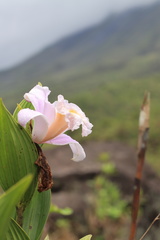 Sobralia chrysostoma