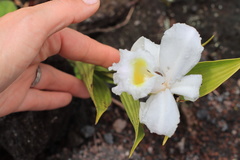 Sobralia chrysostoma
