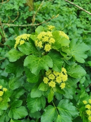 Smyrnium olusatrum