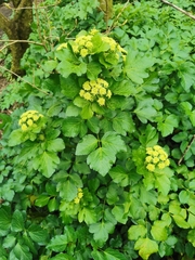 Smyrnium olusatrum
