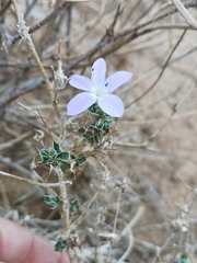 Barleria rigida