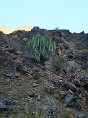 Euphorbia virosa virosa