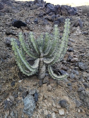 Euphorbia virosa virosa