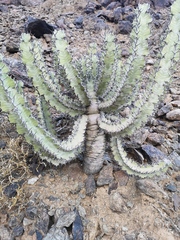 Euphorbia virosa virosa