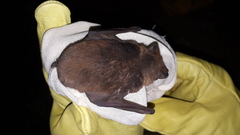 Eumops bonariensis