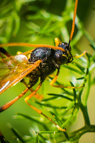 Therion circumflexum nuotrauka