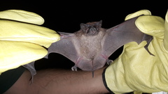 Eumops bonariensis