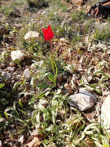 Image of Eyed Tulip (Tulipa raddii) by (c) David Delon, some rights reserved (CC BY)