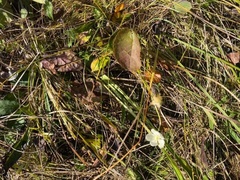 Parnassia glauca