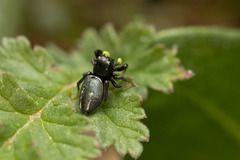Heliophanus melinus