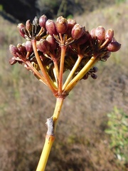 Notobubon pungens