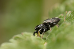 Heliophanus melinus