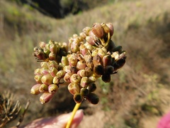 Notobubon pungens