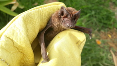 Eumops bonariensis