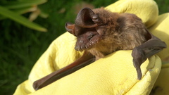 Eumops bonariensis