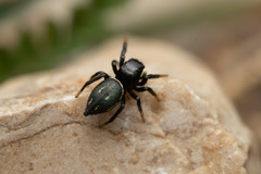Heliophanus melinus
